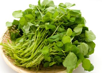 Manfaat Selada Air untuk Kesehatan Dari Imunitas hingga Kesehatan Jantung