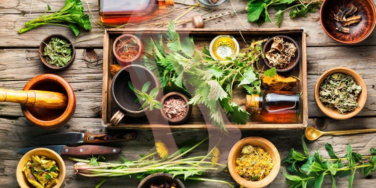 Tanaman Herbal Ampuh untuk Atasi Asam Urat Secara Alami