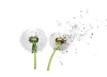 Dandelion Bunga Cantik dengan Manfaat Kesehatan