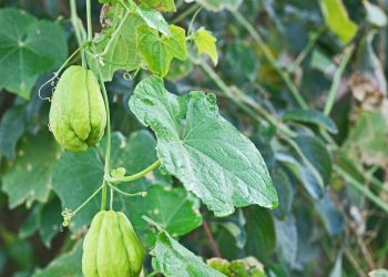 Manfaat Daun Labu Siam Untuk Kesehatan Tubuh