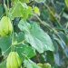 Manfaat Daun Labu Siam Untuk Kesehatan Tubuh