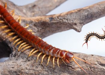 buatlah artikel "Cara Membasmi Kaki Seribu Secara Alami Saat Masuk Rumah" dengan kalimat yang mudah dipahami dan terdapat h2 dan h3 dengan menggunakan SEO pendahuluan kaki seribu masuk rumah Penyebab Kaki Seribu Masuk Rumah Cara Membasmi Kaki Seribu Secara Alami Saat Masuk Rumah