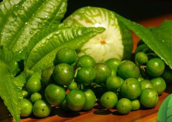Daun Pohpohan Ciri - Ciri dan Manfaatnya Untuk Kesehatan