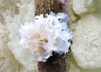 Ketahui Manfaat Jamur Salju Untuk Kesehatan Tubuh