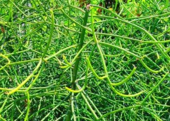 Khasiat Daun Patah Tulang dan Cara Penggunaannya