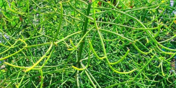 Khasiat Daun Patah Tulang dan Cara Penggunaannya
