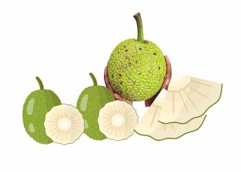 Manfaat Buah Sukun Untuk Kesehatan Tubuh