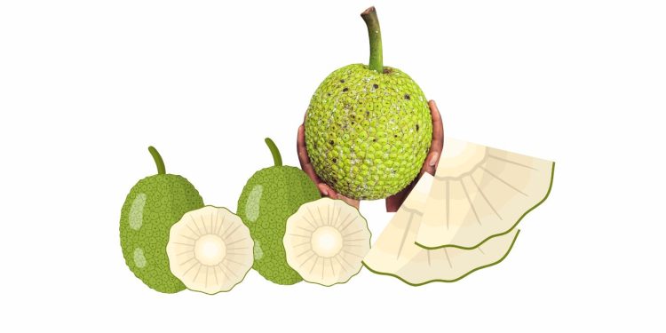 Manfaat Buah Sukun Untuk Kesehatan Tubuh