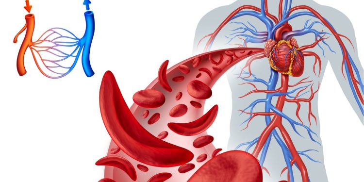 Proses Peredaran Darah Pada Manusia