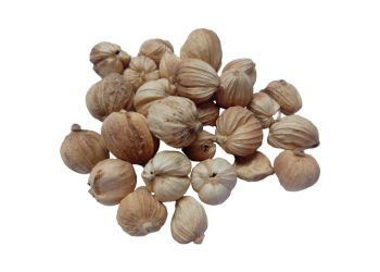 Rempah Kapulaga Kandungan dan Manfaatnya