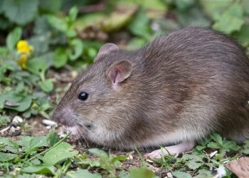 Bahaya Kencing Tikus Ini Penyakit yang Harus Diwaspadai
