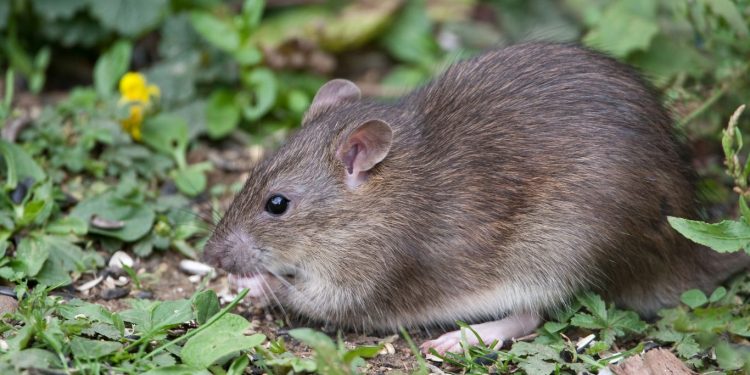 Bahaya Kencing Tikus Ini Penyakit yang Harus Diwaspadai