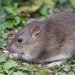 Bahaya Kencing Tikus Ini Penyakit yang Harus Diwaspadai