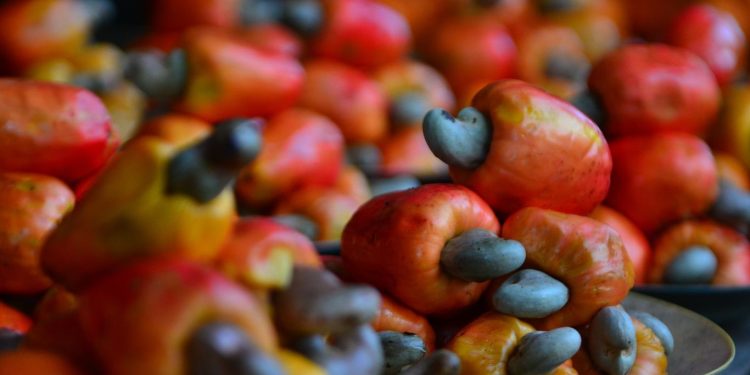 Jambu Mete Camilan Sehat dengan Banyak Manfaat