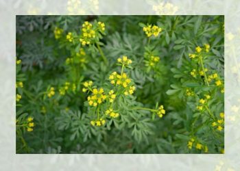 Manfaat Daun Inggu Untuk Kesehatan