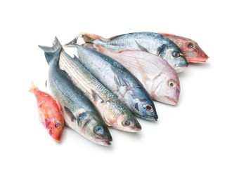 Manfaat Ikan Laut Untuk Kesehatan Tubuh