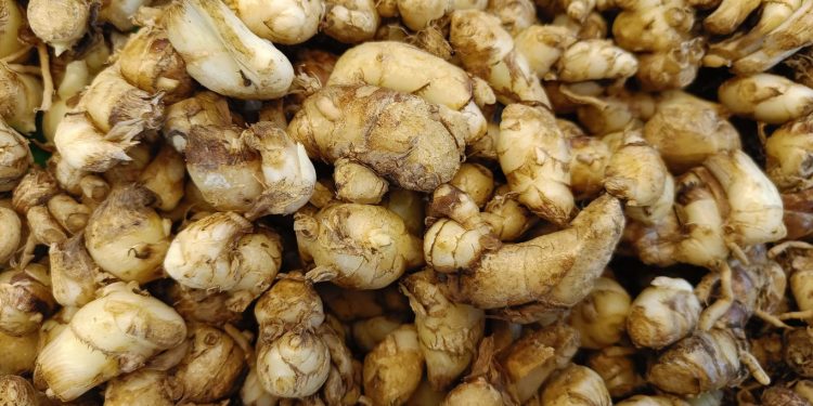 Minuman Kencur untuk Kesehatan Solusi Alami Tubuh Bugar