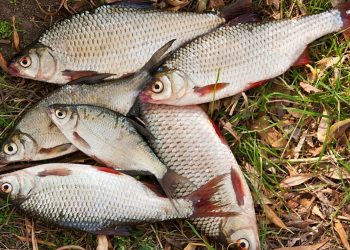 Beragam Manfaat Ikan Air Tawar Bila Dikonsumsi