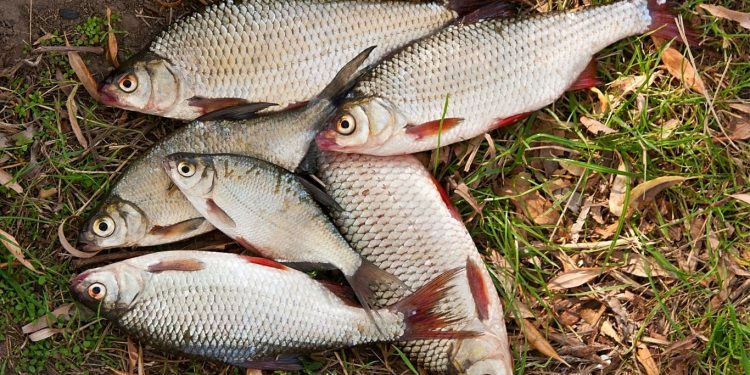 Beragam Manfaat Ikan Air Tawar Bila Dikonsumsi