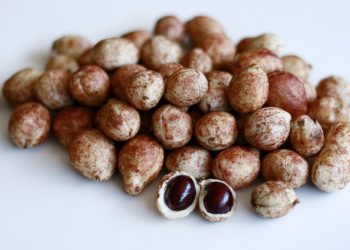 Manfaat Kacang Bogor Bagi Kesehatan