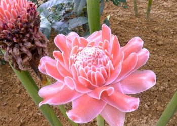 Manfaat Kecombrang Untuk Kesehatan Tubuh yang Tak Terduga