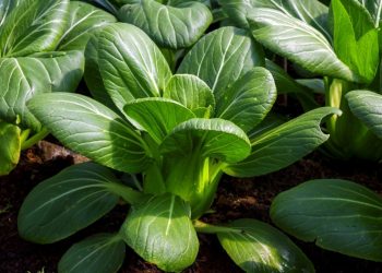 Beragam Manfaat Pakcoy Untuk Kesehatan Tubuh