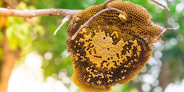 Ketahui Perbedaan Madu Asli dan Palsu, Jangan Salah Pilih