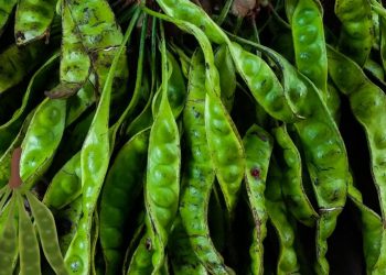 Manfaat Petai untuk Kesehatan yang Tersembunyi di Balik Baunya