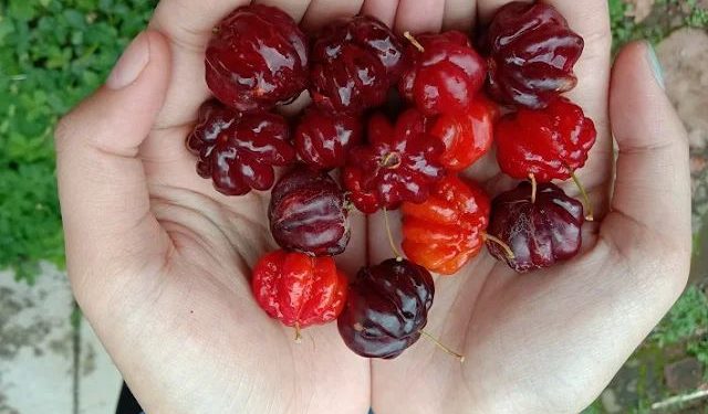 Rahasia Buah Cermai, Menjaga Kesehatan Tubuh dengan Mudah