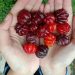 Rahasia Buah Cermai, Menjaga Kesehatan Tubuh dengan Mudah