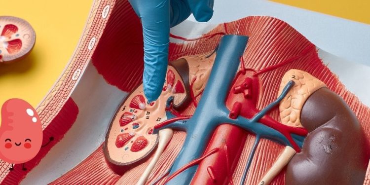 Hal yang Bisa Merusak Ginjal Secara Perlahan, Jangan Diabaikan