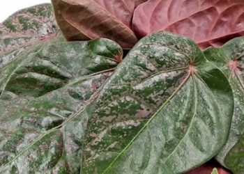 Khasiat Daun Sirih Merah Dari Mulut hingga Pencernaan