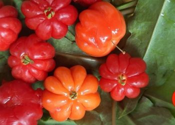 Manfaat Buah Dewandaru yang Jarang Diketahui