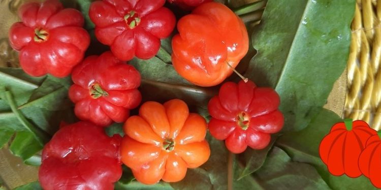 Manfaat Buah Dewandaru yang Jarang Diketahui