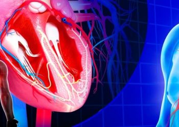 Peran Jantung dalam Peredaran Darah Manusia yang Wajib Diketahui