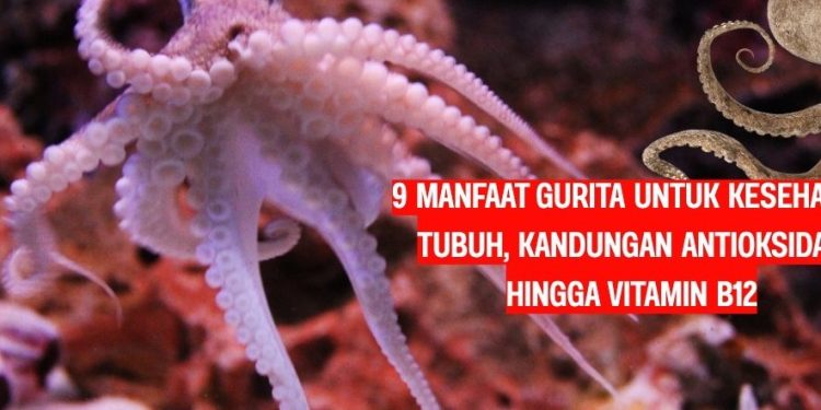 9 Manfaat Gurita untuk Kesehatan Tubuh, Kandungan Antioksidan hingga Vitamin B12
