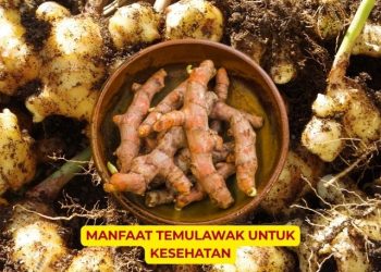 Apa Saja Manfaat Temulawak bagi Kesehatan? Simak Penjelasannya!