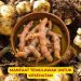 Apa Saja Manfaat Temulawak bagi Kesehatan? Simak Penjelasannya!