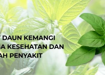 Khasiat Daun Kemangi untuk Jaga Kesehatan dan Cegah Penyakit