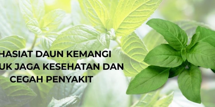 Khasiat Daun Kemangi untuk Jaga Kesehatan dan Cegah Penyakit