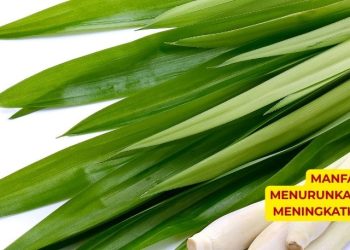 Manfaat Serai dalam Menurunkan Risiko Penyakit dan Meningkatkan Kesehatan Tubuh
