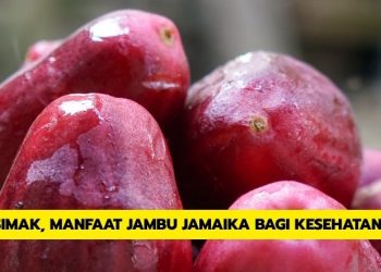 Simak, Manfaat Jambu Jamaika Bagi Kesehatan Tubuh