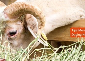 Tips Menyimpan dan Mengolah Daging Kurban yang baik Untuk Kesehatan