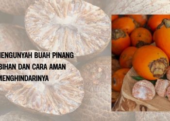 Bahaya Mengunyah Buah Pinang Berlebihan dan Cara Aman Menghindarinya