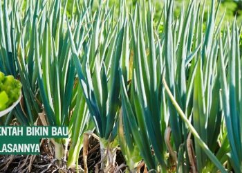 Benarkah Daun Bawang Mentah Bikin Bau Badan Simak Penjelasannya