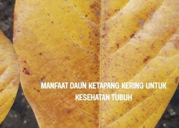 Manfaat Daun Ketapang Kering untuk Kesehatan Tubuh