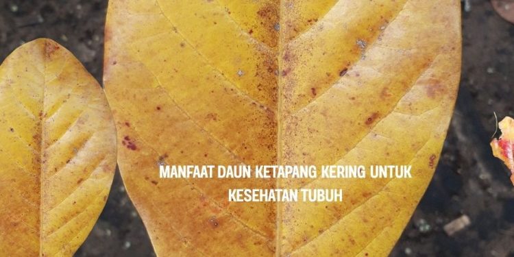 Manfaat Daun Ketapang Kering untuk Kesehatan Tubuh
