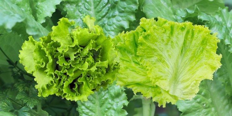 Mengapa Selada Baik untuk Kesehatan Tubuh? Simak Khasiatnya!