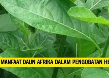 Mengenal Manfaat Daun Afrika dalam Pengobatan Herbal Tradisional