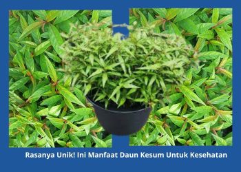 Rasanya Unik! Ini Manfaat Daun Kesum Untuk Kesehatan
